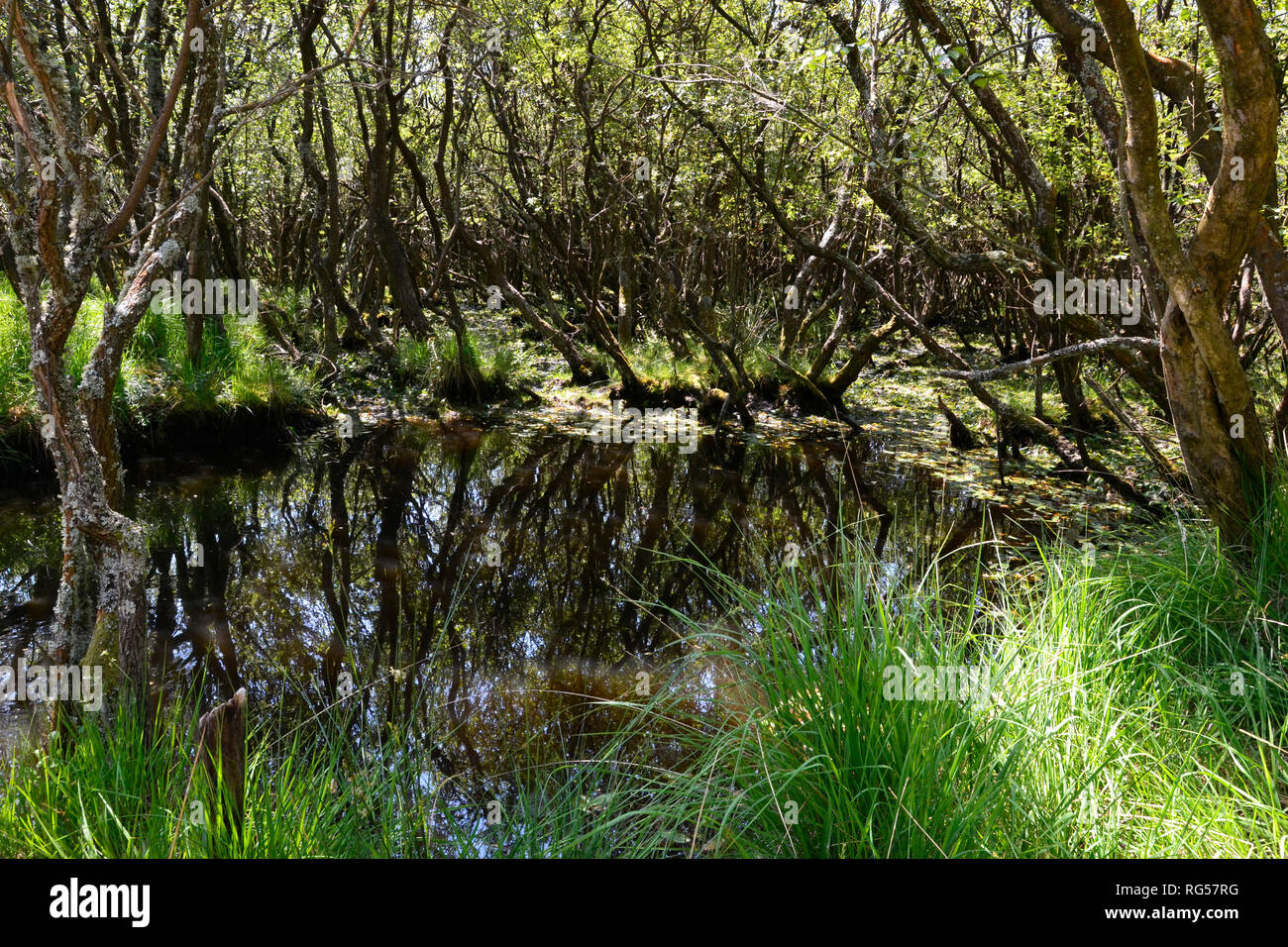 Scenario sul percorso attraverso una riserva naturale, portando a Studland Spiaggia naturista a Swanage, Isle of Purbeck, Dorset, England, Regno Unito Foto Stock