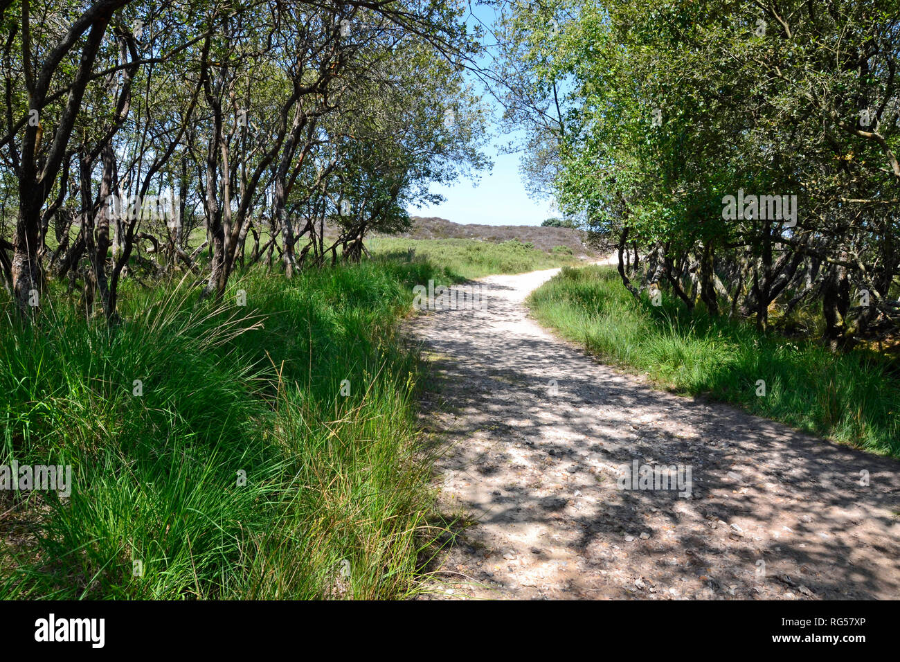 Scenario sul cammino che conduce a Studland Spiaggia naturista a Swanage, Isle of Purbeck, Dorset, England, Regno Unito Foto Stock