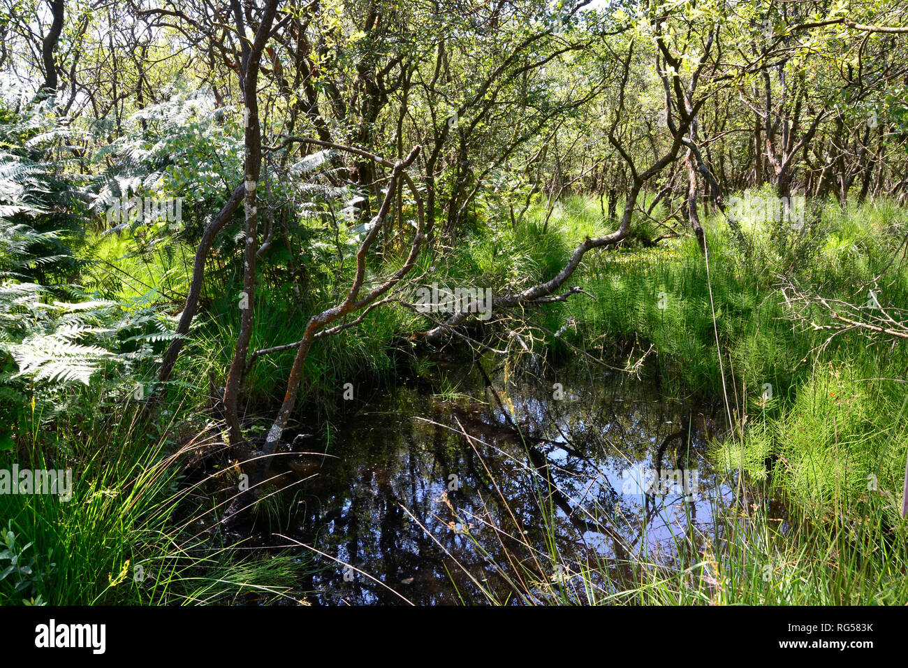 Scenario sul percorso attraverso una riserva naturale, portando a Studland Spiaggia naturista a Swanage, Isle of Purbeck, Dorset, England, Regno Unito Foto Stock