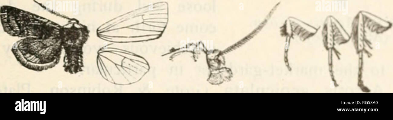 . La farfalla libro; una famosa guida per una conoscenza delle farfalle del Nord America. Farfalle -- America del Nord. Noctuida questa specie, facilmente distinto da tutti gli altri da ben definite chiviforni spot, raiiges Ironi Massachusetts di Alberta e a nord. Genere METALEPSIS Grote due specie di questo genere vengono accreditati alla nostra fauna. Del tipo di uno di questi, conservati al British Museum. Ho -im in grado di fornire un eccellente figura presa da Sir George F. Hampson's. Fig. ioi.-Metalepsis cornuta, f. . Bella opera su farfalle del mondo, che viene pubblicata dai fiduciari Foto Stock