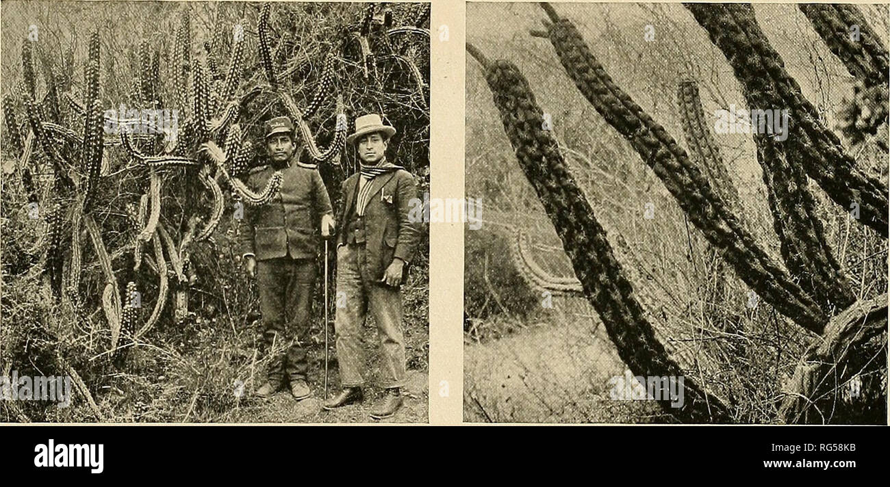 . Le Cactaceae : descrizioni e illustrazioni di piante della famiglia di cactus. Appendice. 277 speciosus; Maund, Bot. io: pi. 12, come C. speciosus lateritius; Curtis's Bot. Mag. 49: pi. 2306; Edwards's Bot. Reg. 6: pi. 486, come C. speciosissimus; Edwards's Bot. Reg. 19: pi. 1596, come C. speciosissimus lateritius; Newman, lUustr. Bot. 209; Abh. Bayer. Akad. Beschr. Cact. 2: pi. 3, f. 5; de Laet, Cat. Gen. f. 24, come Cereus speciosus; Lindley, Veg. Re. ed. 3. 746. f. 498; Curtis's Bot. Mag. 67: pi. 3822; il giardino 53: 153, come C. speciosissimus; Illustr. Hort. 32: pi. 548, come C. speciosissimus hove Foto Stock