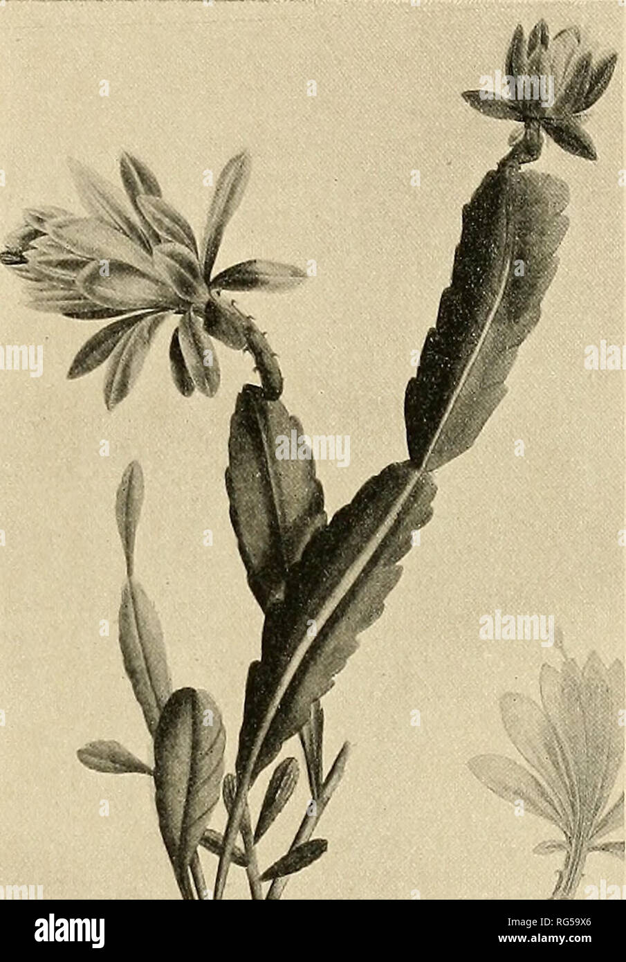 . Le Cactaceae : descrizioni e illustrazioni di piante della famiglia di cactus. NOPAIvXOCHIA. 205 1. Nopalxochia phyllanthoides (de Candolle). Cactus phyllanthoides de Candolle, Cat. Hort. Monsp. 84. 1813. Cactus speciosus Bonpland, Descr. PI. Rar. Malm. 8. 1813. Non Cavanilles, 1803. Epiphyllum speciosum Haworth, Suppl. PI. Succ. 84. 1819. Cactus elegans Link, Enum. 2: 25. 1822. Epiphyllum phyllanthoides dolce, Hort. Brit. 172. 1826. Cereus phyllanthoides de Candolle, Prodr. 3: 469. 1828. Phyllocactus phyllanthoides Link, Handb. Gewachs. 2:11. 1831. L' Opuntia speciosa Steudel, Nom. ed. 2. 2: 2 Foto Stock
