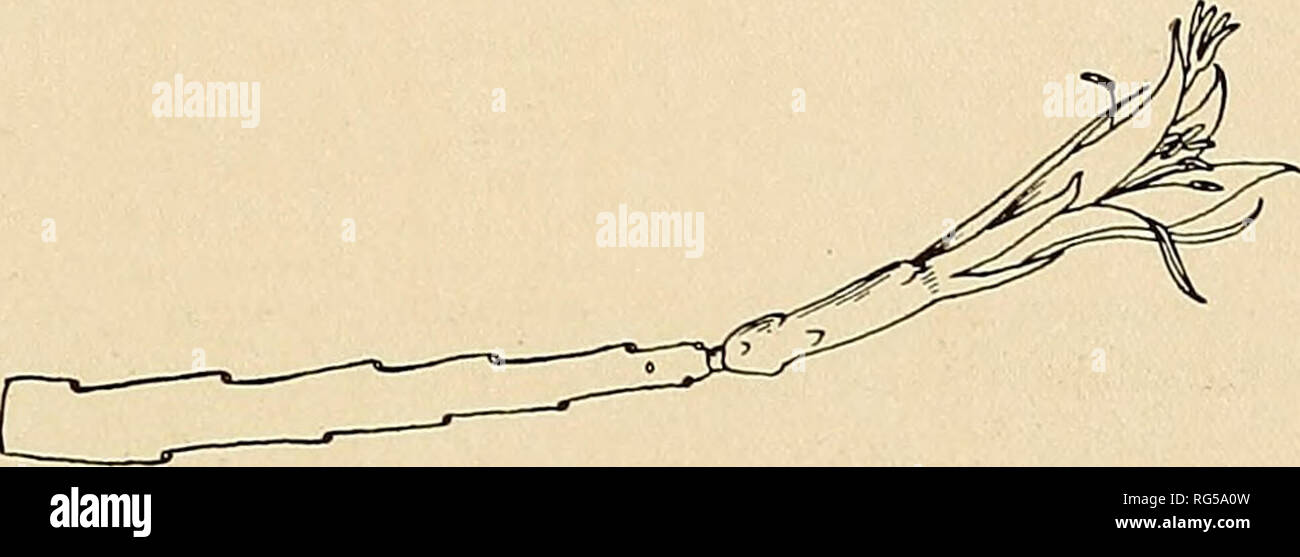 . Le Cactaceae : descrizioni e illustrazioni di piante della famiglia di cactus. pulcherrimus miniatus roseus schmidtii tettani quilliardetti roseus splendidus sellowii tricolore raveaudii roydii specillimus undiflorus rebuti ruber speciosissimus vandesii reichei ruber perfectus speciosissimus grandiflorus vonhoffini reineckii tendente al violaceo ruber roseus speciosus vitellinus roseus carmineus sarniensis splendens warscewiczii roseus carneus schaffieri splendidus wittmackianus roseus floribundus schallerianus stenesi roseus grandidissimus schlinuni superbissimus Cactus ensiformis Biden, Card. Chron, ho Foto Stock