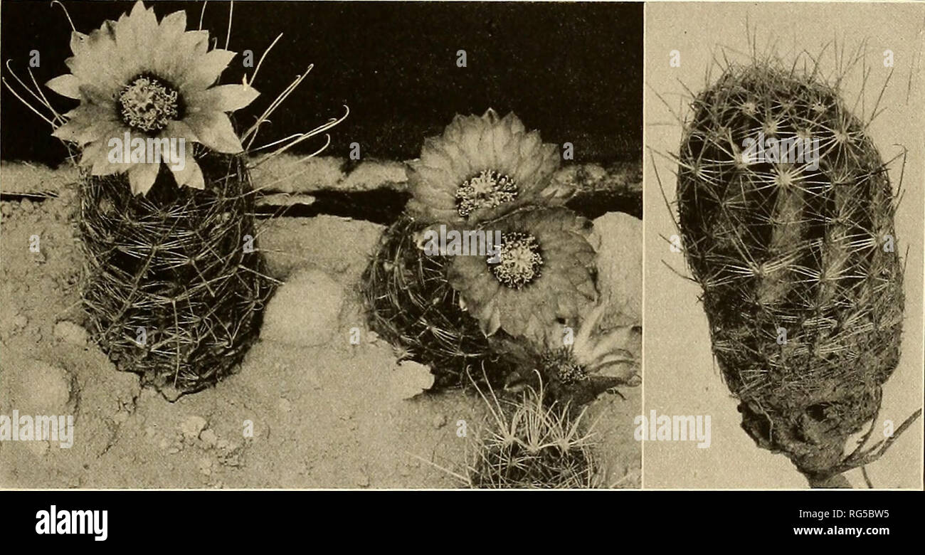 . Le Cactaceae : descrizioni e illustrazioni di piante della famiglia di cactus. HAMATOCACTUS. I05 Echinopsis nodosa Linke Wochenschr. Gartn. Pflanz. 1: 85. 1858. Echinocactits nodosus Hemsley, Biol. Centr. Amer. Bot. 1: 535. 1880. Echinocactus setispinus michlenpfordtii Coulter, contr. U. S. Nat. Erbe. 3: 370. Echinocactus setispinus mierensis Schumann, Gesamtb. Kakteen 340. 1898. Echinocactus setispinus orcuttii Schumann, Gesamtb. Kakteen 340. 1898. 1896. Impianti fino a 15 cm. alto, con lunghe radici fibrose; nervature di solito 13, più o meno obliqua, sottile, alta, ondeggiano sul margine; spin radiali Foto Stock