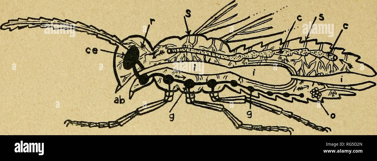 . Caccia grossa fra le erbe. Coleotteri. priamente sangue, e al quale, dopo esserne uscito per la parte anteriore ed aver circolato tra organo delle Nazioni Unite e l'altro, ritorna. La respirazione, in generale aerea, avviene per mezzo di trachee ramificate all'interno del corpo e che si aprono all'esterno sui lati del corpo per mezzo di stigmi. Il sistema digerente Ã¨ composto di un tubo intestinale diviso in tre parti e nel quale sboccano i tubi di Malpighi con funzioni di reni. Sono pure presenti il sistema delle Nazioni Unite di ghiandole salivari (ecc.) ed un si- stema riproduttore (Fig. 39).. Fig. 39 - Schema delle parteci inte Foto Stock