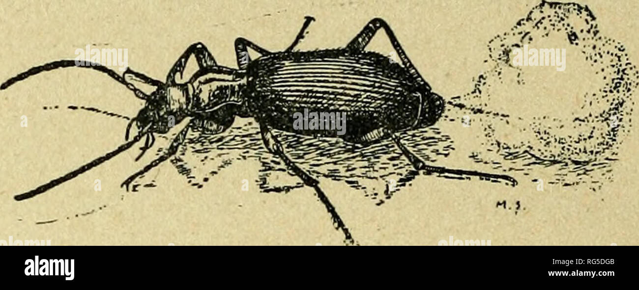 . Caccia grossa fra le erbe. Coleotteri. Carabi smaglianti nelle loro parque corazze cesellate e scolpite, meravigliose Calo- alcuni dalle eliter dorate" tempestate di miriadi di smeraldi (Fig. 8), e tutta la famiglia dei piccoli Carabidi splendidi ed eleganti venuto il superbo bellis- simo: Â" Callisto lunatus Â" (Tav. V), o straordinarii provengono i bombar Brachini- dieri che ti lanciano contro le dita onu bruciante getto liquido che al contatto dell'aria immediatamente si vaporizza in una nuvoletta di fumo producendo onu piccolo crepitio (Fig. 9). Veri agenti investigatori, vere guardie notturne dei prati dei b Foto Stock