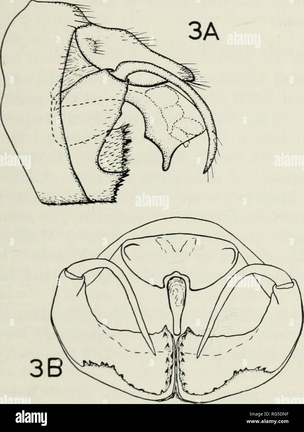 . Il genere caddisfly Oligotricha in Giappone con la descrizione di una nuova specie (tricotteri : Phryganeidae). Caddisflies; Oligotricha; Phryganeidae. WIGGINS E KUVVAYAMA: GENUS OUGOTRICHA IN GIAPPONE 5 tra la base eoloiir e il pattern retieuhite nsualK più debole in spicata. Hind ali hght marrone, senza più scuro modello retieuhite apicalh', e onh' una diffusa macchia marrone scuro su Ri verso l'apice. Medio e hind tibiae e tarso hglit eonipared marrone per la più scura ])rown di altri segmenti delle gambe e del maschio bodw terminalia (Fig. 3). Segmento basale di appendice inferiore con- fuori un p Foto Stock