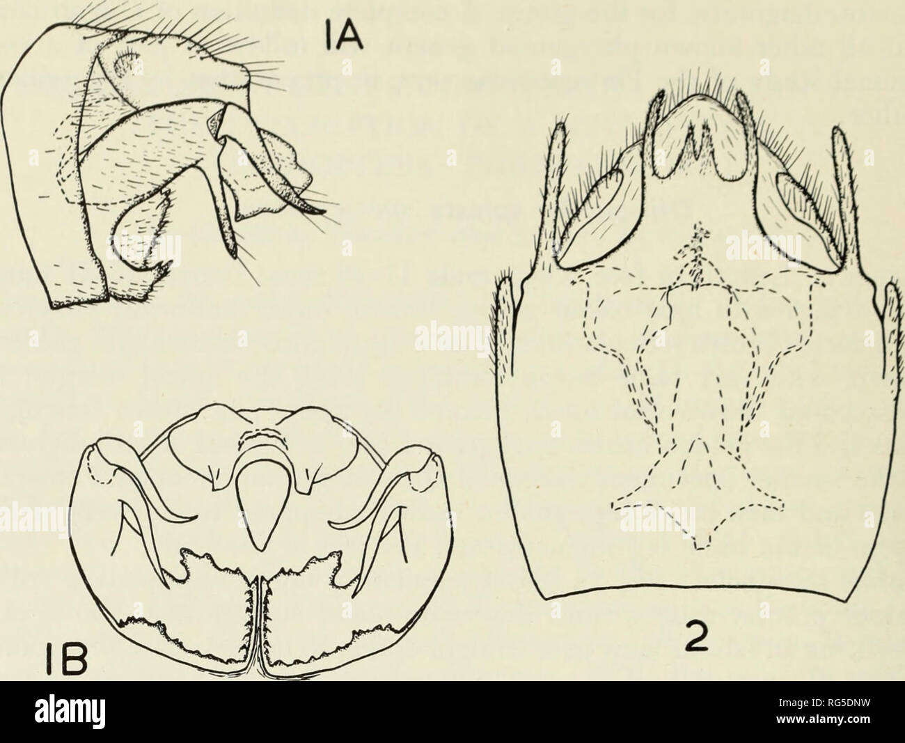 . Il genere caddisfly Oligotricha in Giappone con la descrizione di una nuova specie (tricotteri : Phryganeidae). Caddisflies; Oligotricha; Phryganeidae. H.O.M., Z. E P. CONTRIBUTI lA. Oligotricha spicata sp. nov. Fig. 1, Terminale segmenti addominali del maschio; lA, vista laterale; IB, vista caudale. Fig. 2, Terminale segmenti addominali della femmina, vista ventrale. Sapporo, Giappone. Tutti i campioni sono stati raccolti dal dottor Asahina e o vengono riposte o in buste di carta. Paratypes: Shiga-Kogen, Honshu, Giappone: 1 9 , Giugno 8, 1955; 1 6 , il 17 giugno 1955. Oze, Honshu, Giappone: 1 9 , Luglio 16, 1935; 2s S ,29 9 , Luglio Foto Stock