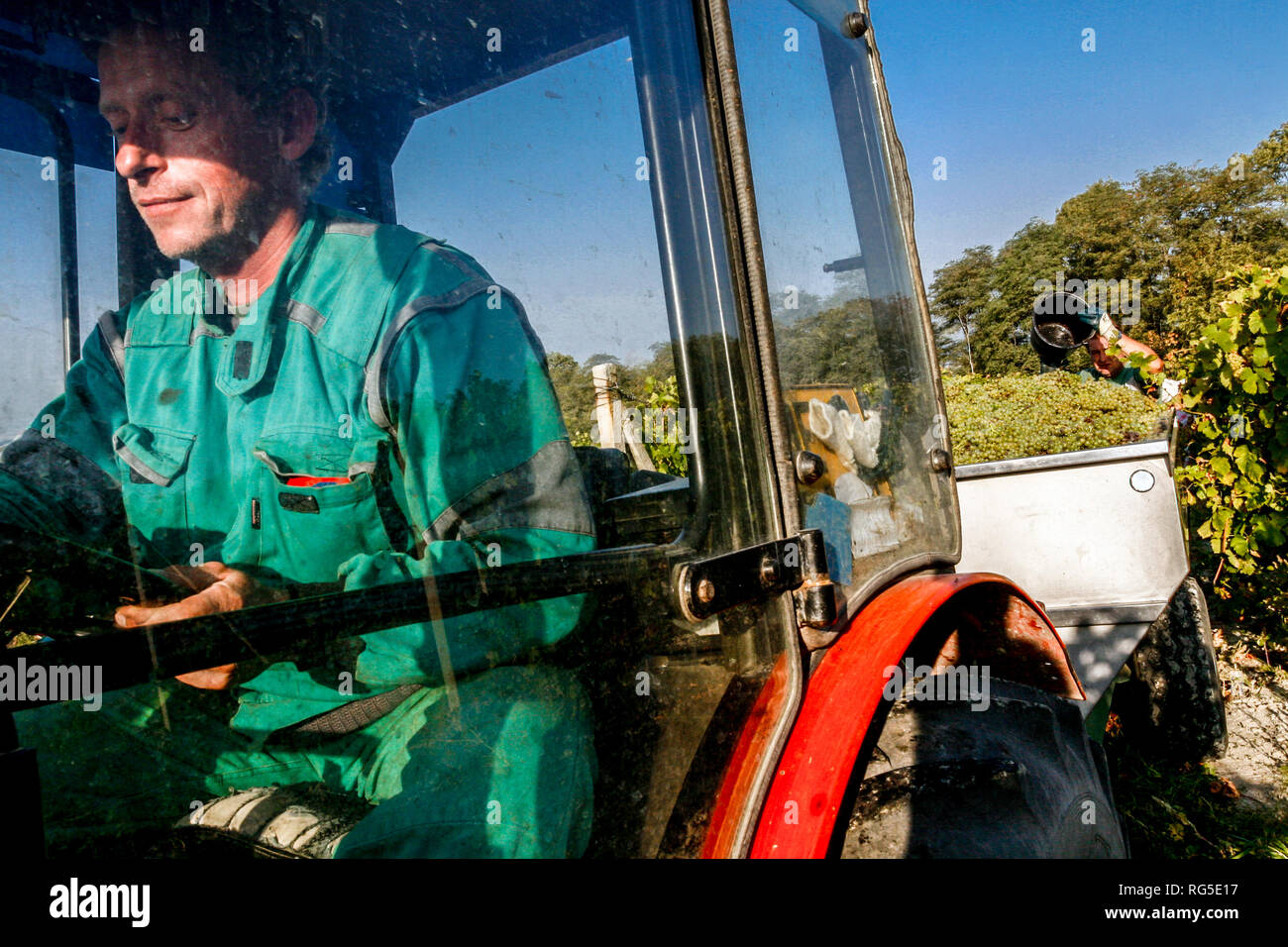 Vendemmia, trattore contadino in vigneto, regione vinicola Melnik, Repubblica Ceca Farmer Foto Stock