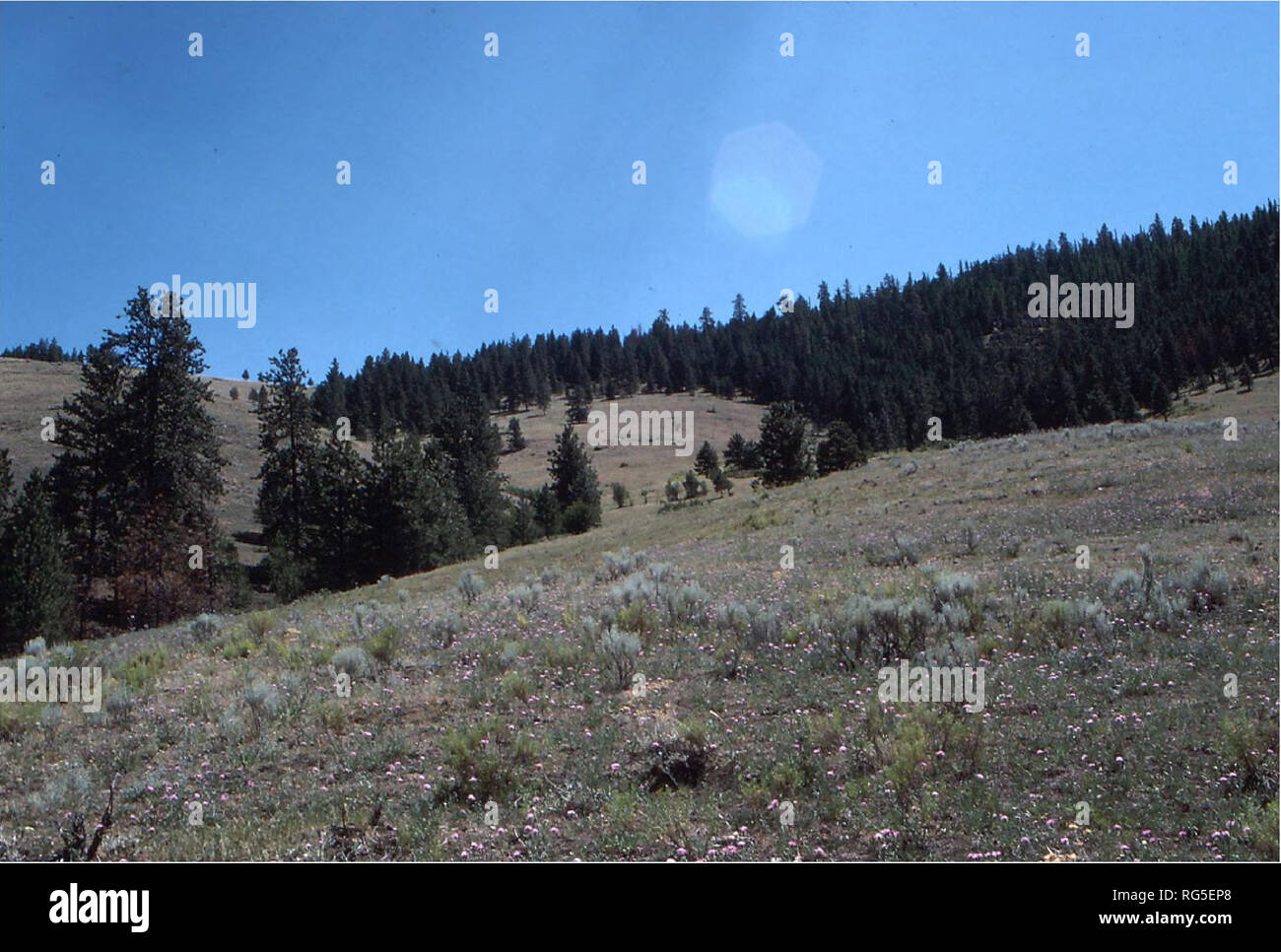 . Strategia di conservazione per la Silene spaldingii (Spalding's catchfly) nel Montana . La botanica; piante rare; Silene spaldingii. La figura 20. Mappa di EO #9 con la vicina EO #10. Vegetazione associata specie dominante: Festuca scabrella, Geum triflorum, geranio viscosissimum (sticky geranio) e Potentilla glandulosa (sticky cinquefoil). Specie esotiche: Hypericum perforatum, Centaurea maculosa, Bromus copernicia, Potentilla recta e Dianthus armeria Deptford (rosa). Luglio 22, 1988. Si prega di notare che queste immagini vengono estratte dalla pagina sottoposta a scansione di immagini che possono essere state migliorate digitalmente per la leggibilità - co Foto Stock