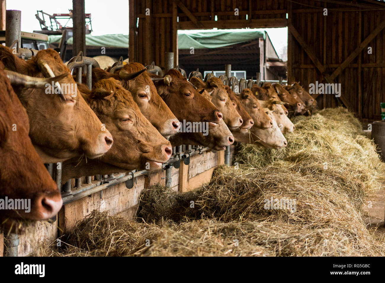 Mutterkühe Fressgitter im Foto Stock