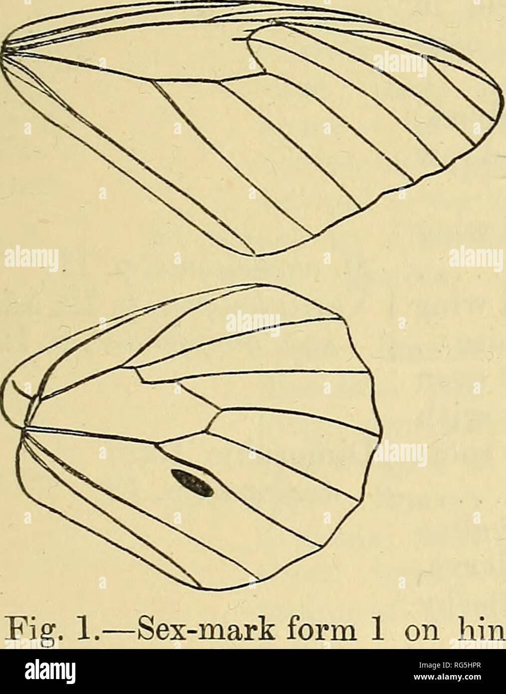 . Farfalle. Vol. I-II.. I lepidotteri. DANAIS. Genere DANAIS. Danais, Latr. Illig. Mag. vi (1807), p. 291. Danaus, Latr. Gen. Crosta, fy Ins. av, 1809, p. 201. Limnas, Hiibner, Tentamen, i, 1806 (no desc). Radena, Tirumala, salatura, Paralitica, &AMP; Chittira, Moore, LEP. Ceyl. i, 1880, pagg. 3, 4,5, 7, &AMP; 8., Caduga &AMP; Bahora, Moore, P. Z. S. 1883, pagg. 235 &AMP; 245. Badacara, Moore, LEP. 2a. i, 1890-92, p. 63. Tipo, D. pUxvppus, Linn., dall'India. La gamma. Entrambi gli emisferi. 3 2 • Tore aletta triangolare, costa ampiamente arcuata, apice ampiamente arrotondati ; termen al di sotto di apice diritto o leggermente conca Foto Stock