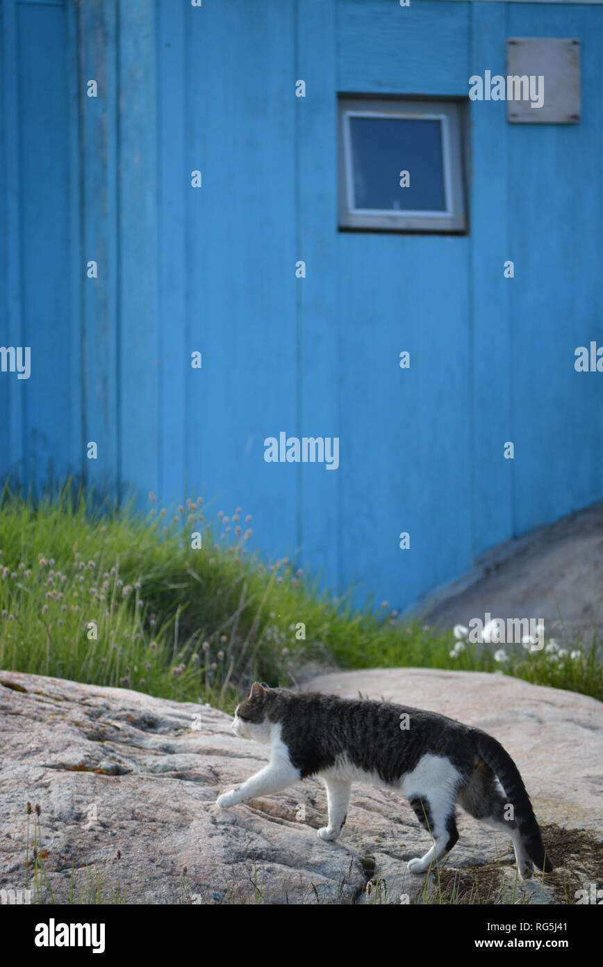 La Groenlandia, Ilulissat, Luglio, baia di Disko Kangia icebergs, Jakobshavn - cat camminare sopra la roccia in background una casa blu Foto Stock