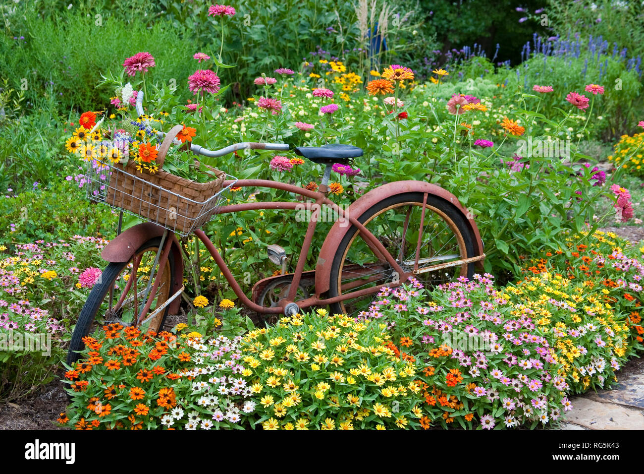 63821-22116 vecchia bicicletta con cesto fiorito in giardino con zinnias, Marion Co., IL Foto Stock