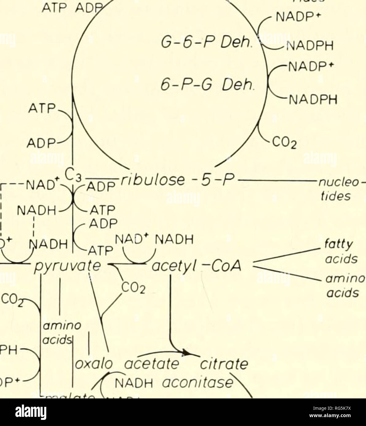 . I tessuti calcificati; procedimento. Osso; Collagene; calcificazione. 14 W. A. DE VOOGD VAN DER StRAATEN. lattato-^'^^piruvato " flavoprot ftavoprot rossa c oxalo^acetato citrato NADH aconitasi 'r^gu^'^^o citrato ,50 fumarato ^nadp / C Deh. X litico, percorso del pentosio fosfato e del ciclo il ciclo di Krebs sono operativi. 2. Tuttavia riguardante la fosforilazione ossidativa quasi nulla è noto. 3. Le attività di shunt di pentosio deidrogenasi sono sorprendentemente elevata nel dia- physeal coniglio tessuto osseo come com- glucosio /^ gtuco5e-6-P&LT; poiysaccha- pared con ad es. reni, fegato e cervello tissu Foto Stock