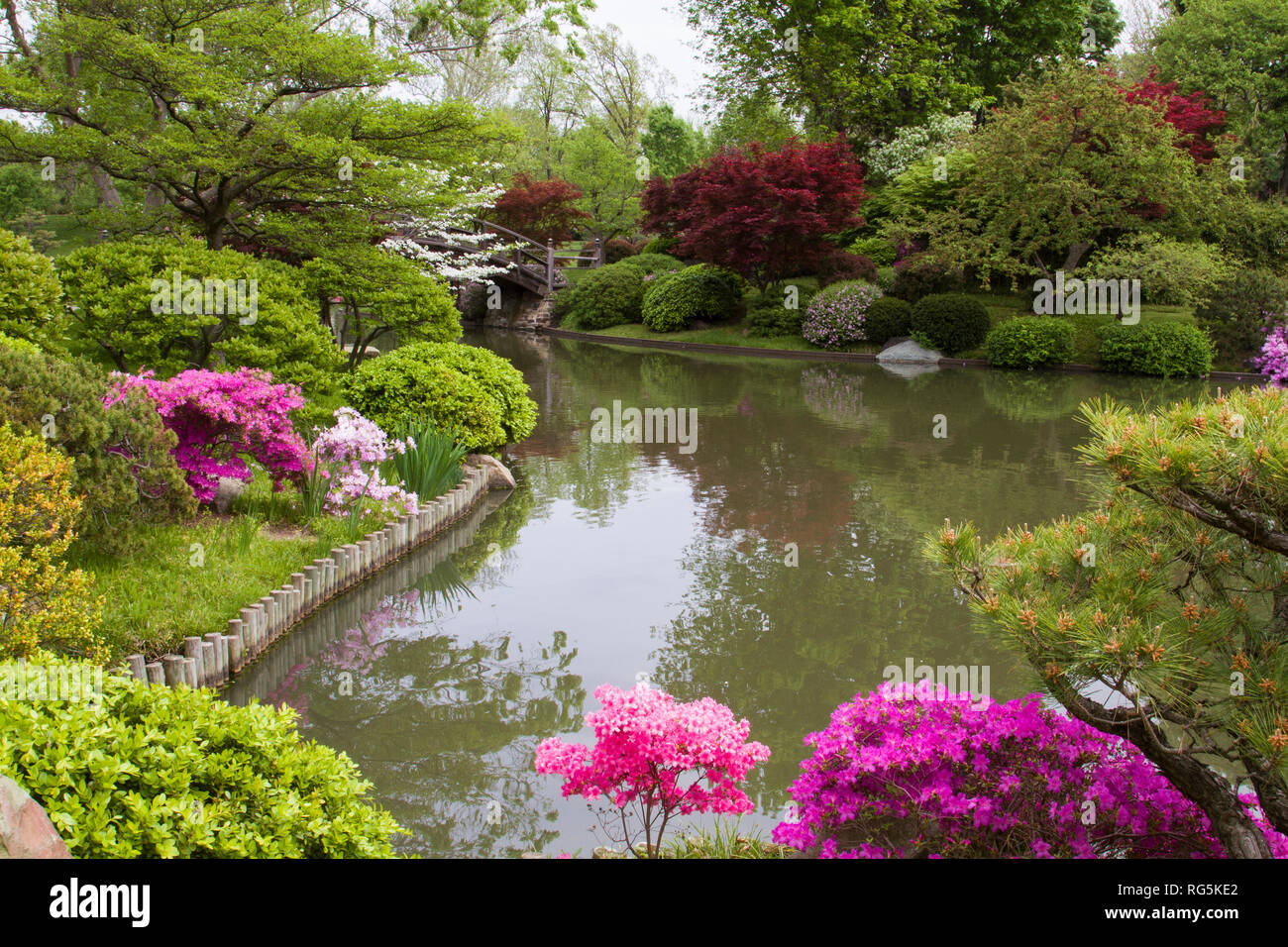 65021-03604 Bridge nel giardino giapponese in primavera, MO Giardini Botanici, St Louis, MO Foto Stock
