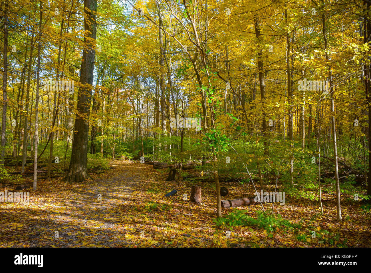Una passeggiata attraverso il bosco in autunno vetrine caduta foglie e bella cascata di colore. Alberi di alto fusto e piante circondano il sentiero a piedi. Foto Stock