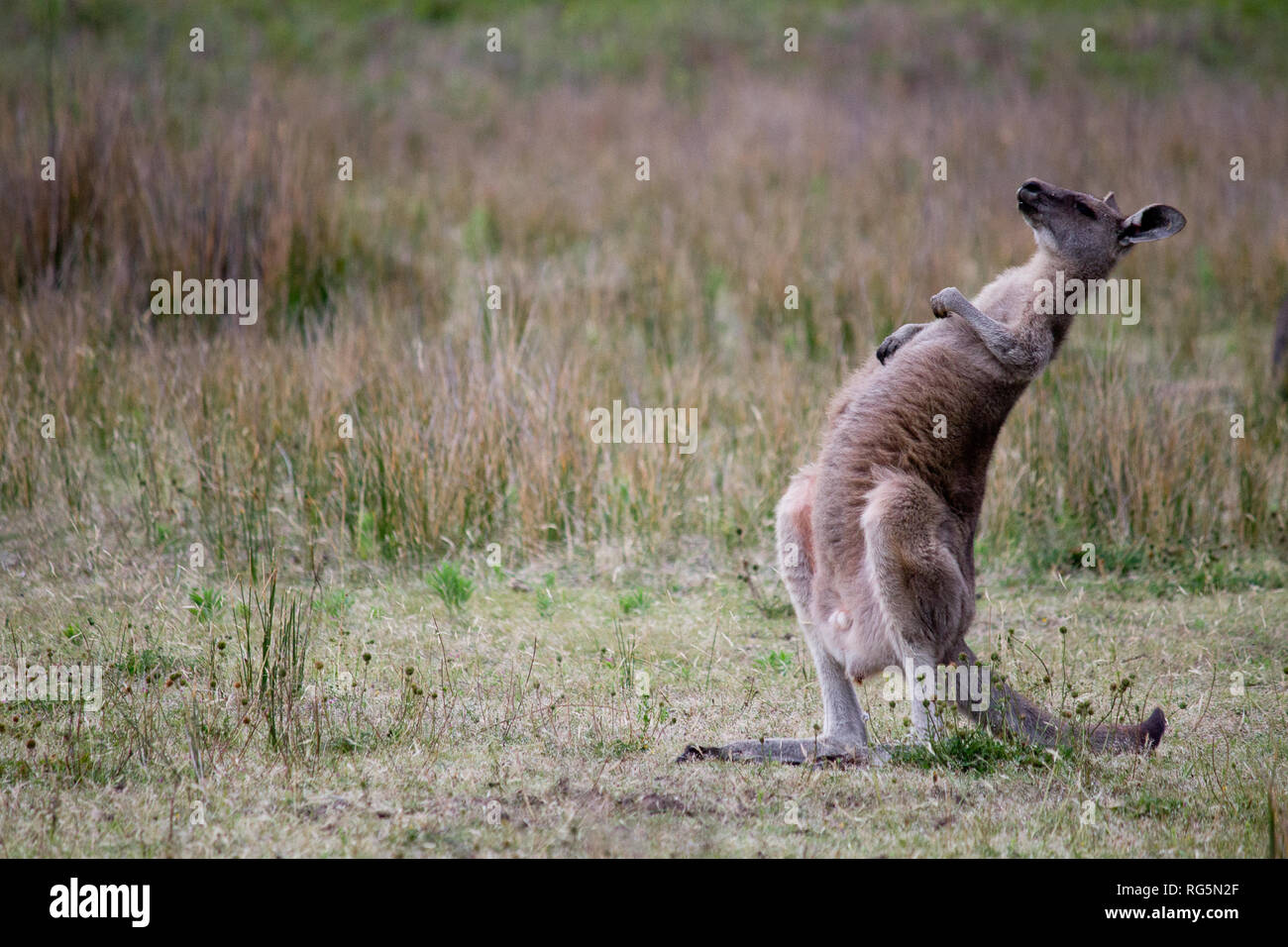 Femmina grigio orientale Canguro (Marcopus giganteus) Foto Stock