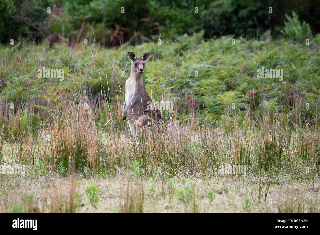 Femmina grigio orientale Canguro (Marcopus giganteus) Foto Stock
