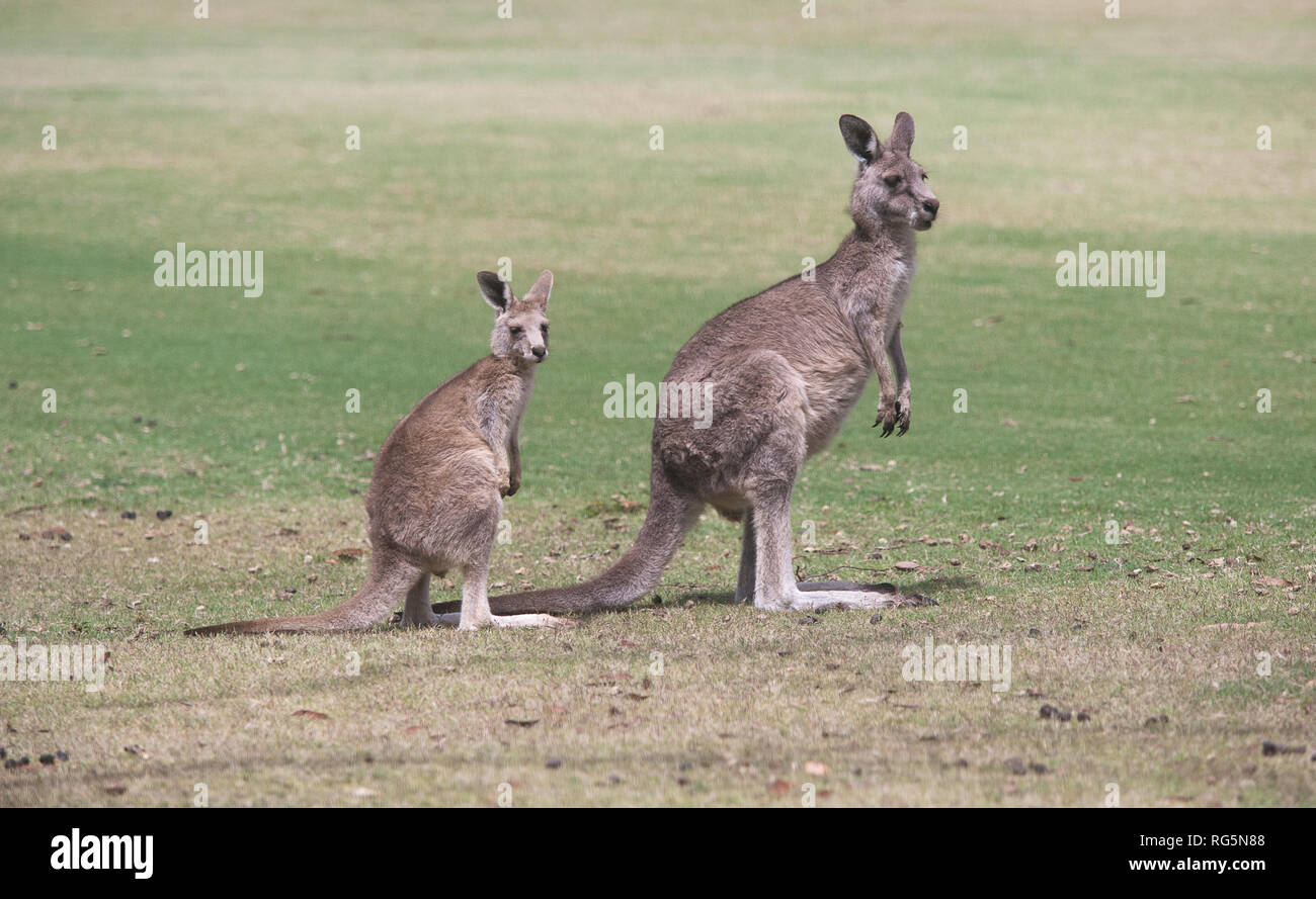 Femmina grigio orientale Canguro (Marcopus giganteus) Foto Stock
