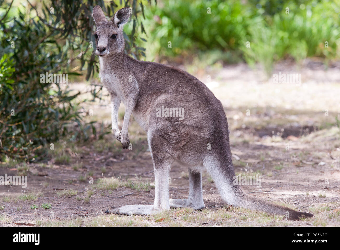 Femmina grigio orientale Canguro (Marcopus giganteus) Foto Stock