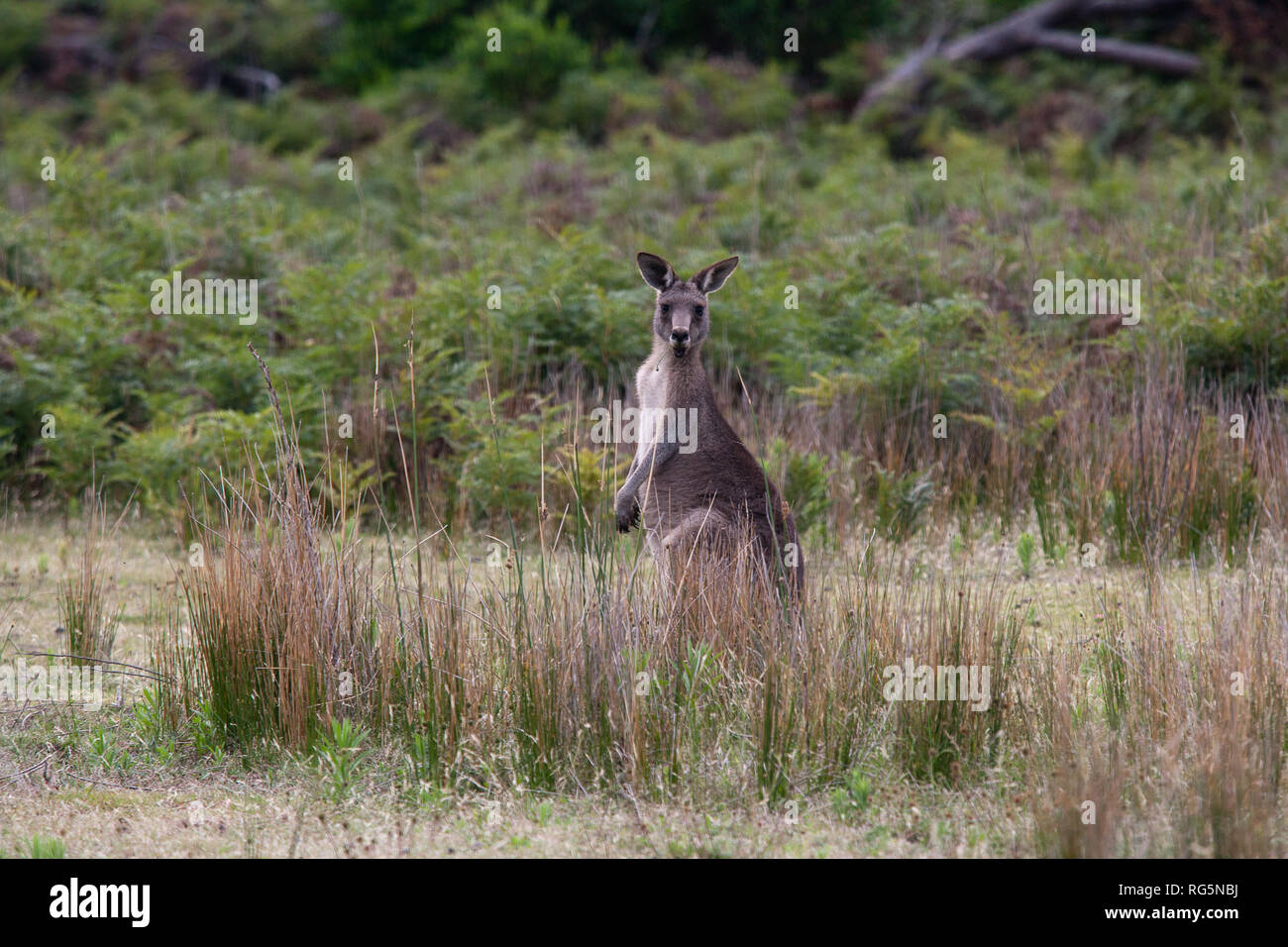 Femmina grigio orientale Canguro (Marcopus giganteus) Foto Stock