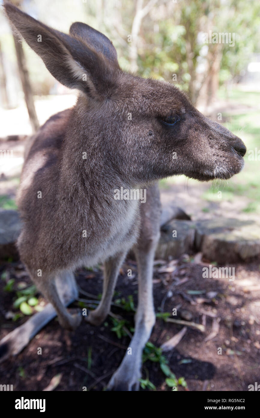 Close up femmina grigio orientale Canguro (Marcopus giganteus) Foto Stock