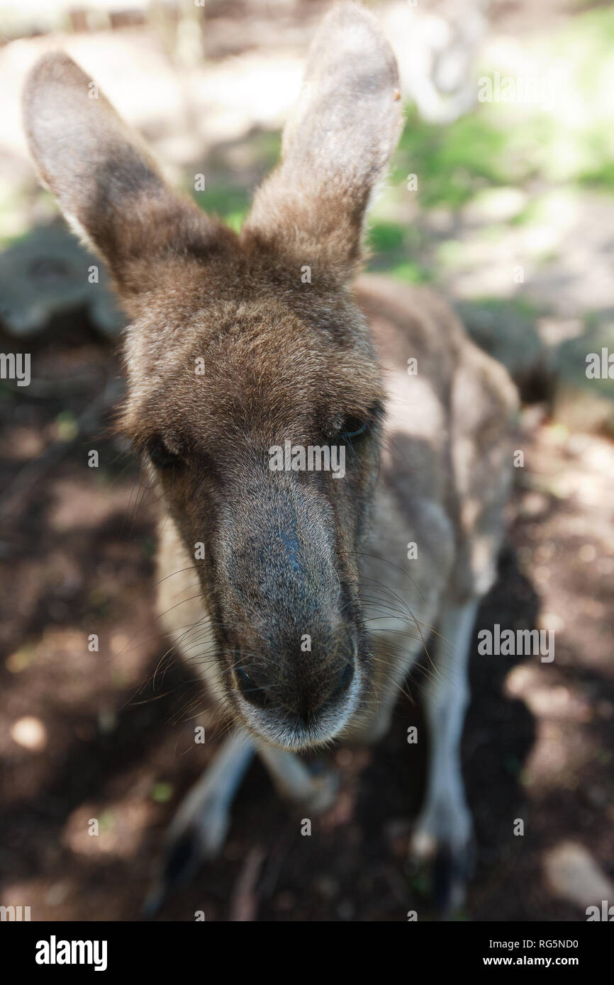 Close up femmina grigio orientale Canguro (Marcopus giganteus) Foto Stock
