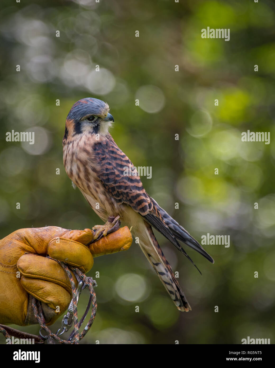 Vista di profilo di un American gheppio con gamba tether arroccato su una mano contro un naturale sfondo verde Foto Stock