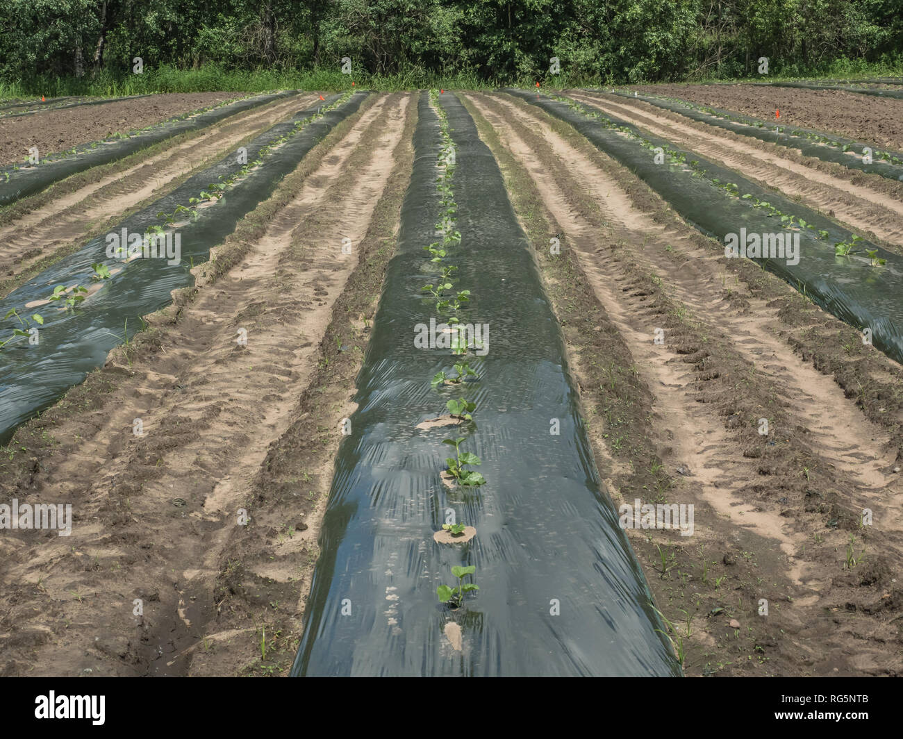 File di piantine di cetriolo circondata da terreno scuro coperchio per evitare che le erbe infestanti e favorire la crescita rapida riempire un campo in una fattoria di vegetali nei primi giorni di primavera Foto Stock