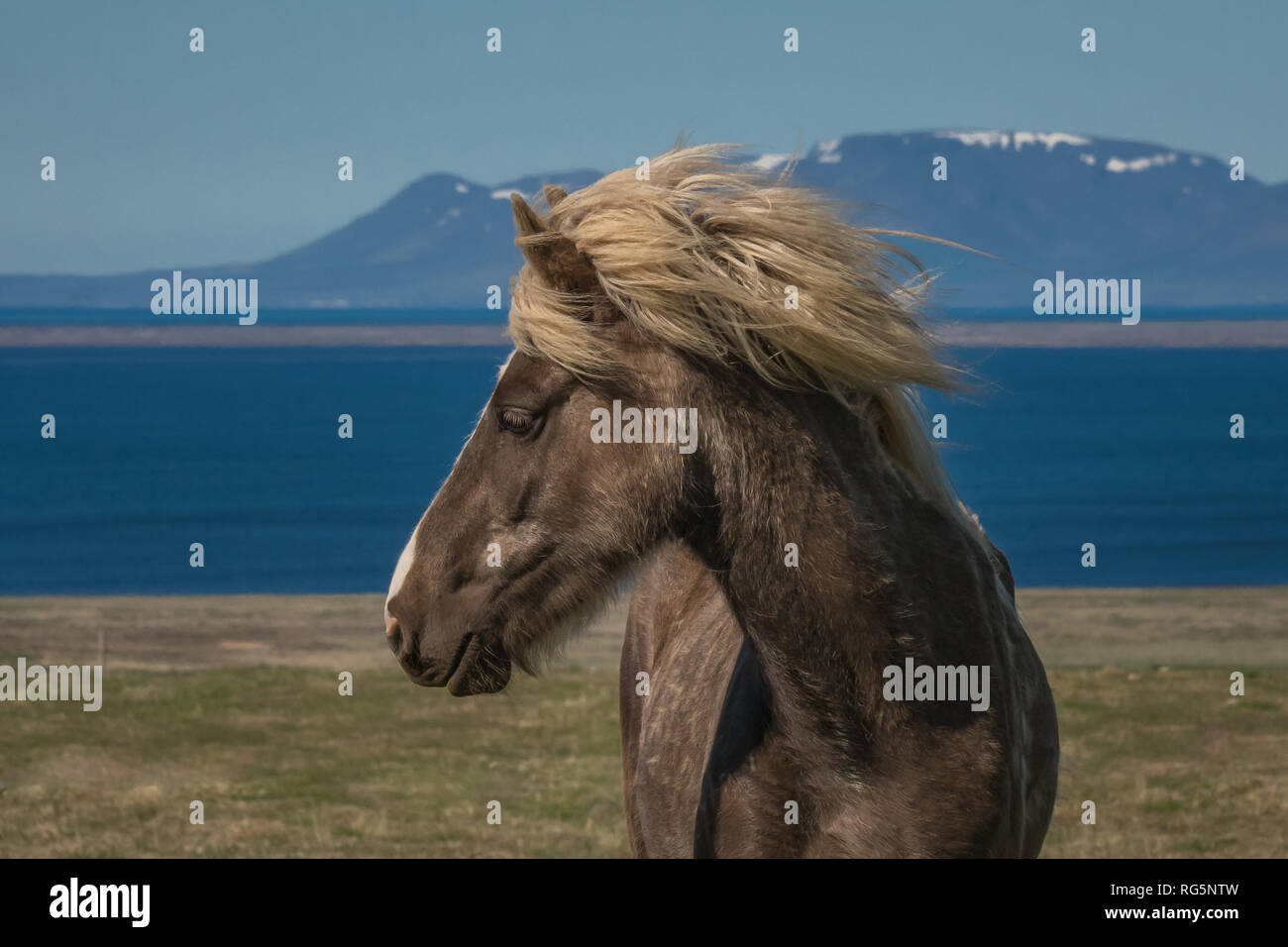 Ritratto di profilo di un lone marrone e bianco cavallo islandese, la sua bionda criniera al vento con acqua e montagne sullo sfondo Foto Stock