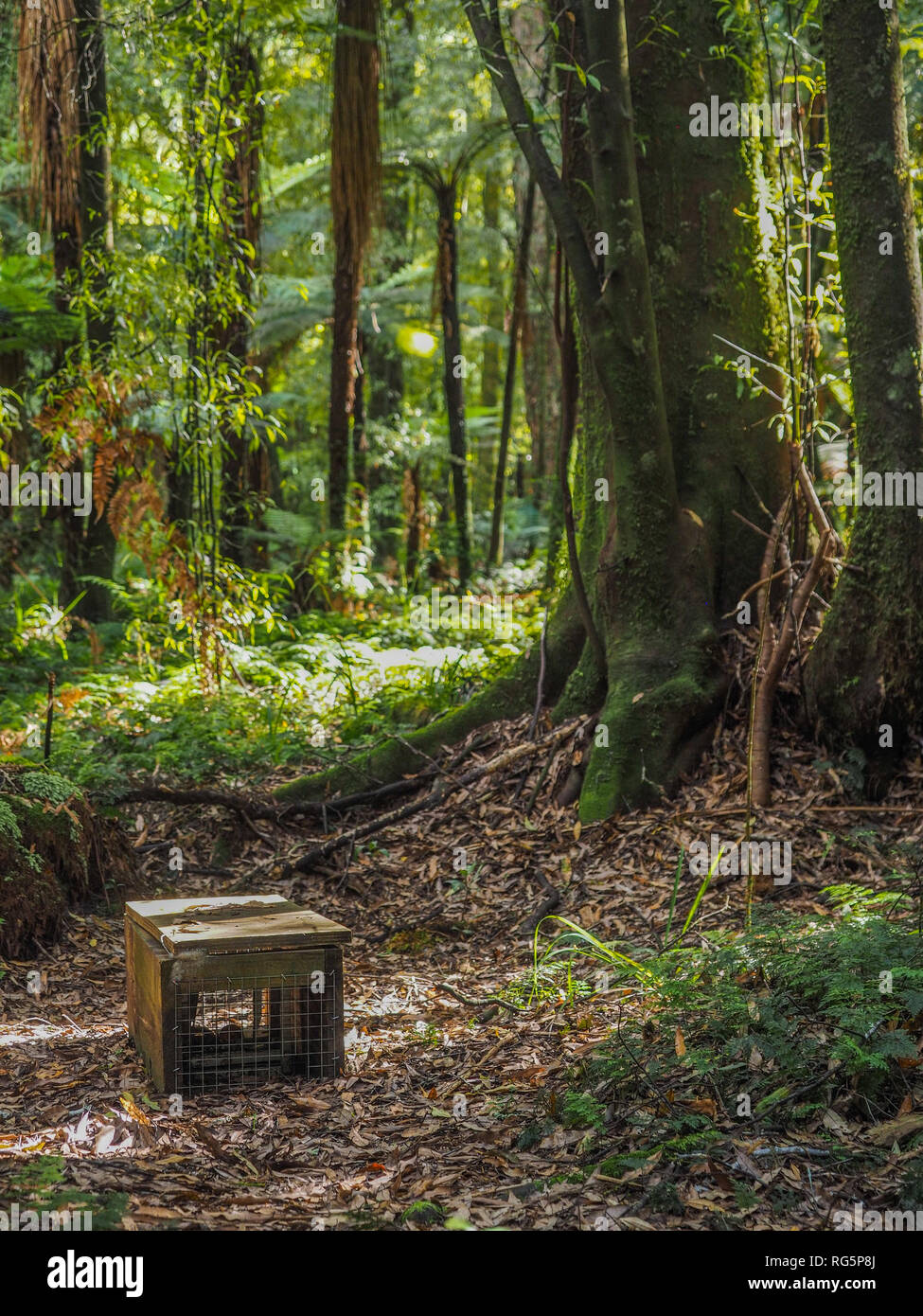 Predator trappola di controllo, sul suolo della foresta, Whirinaki Forest Park, Te Urewera, Nuova Zelanda Foto Stock
