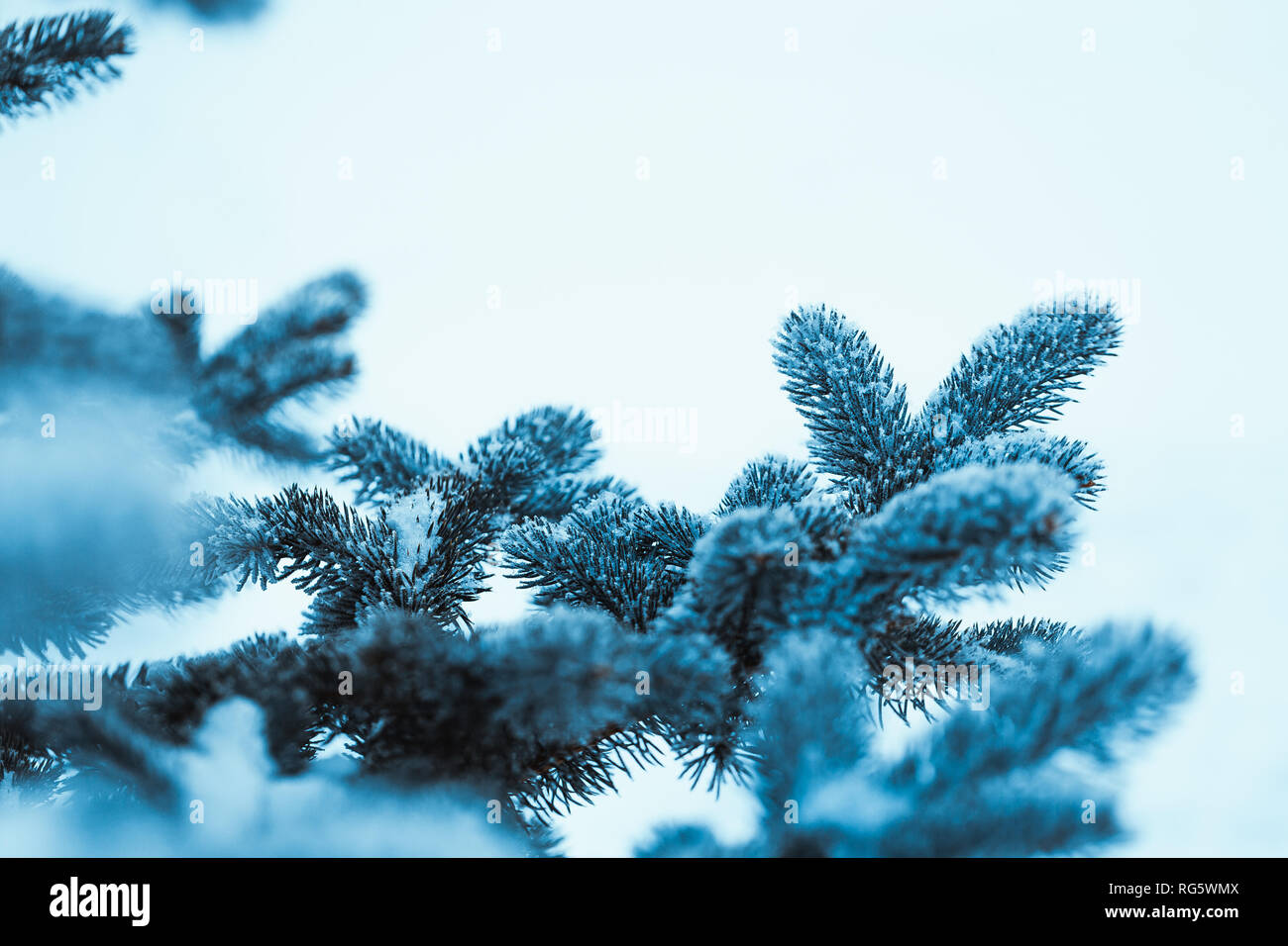 Congelati in abete brina nel pomeriggio d'inverno. Foto Stock