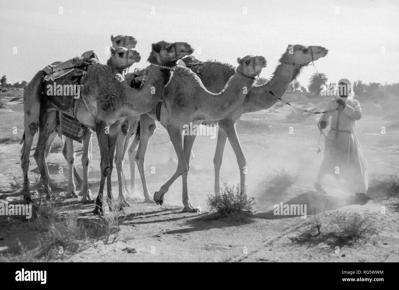 Ras Al Khaimah Emirati arabi uniti. Beduina tradizionali Arabi andando sulle loro attività quotidiane anche mostrando-off per dimostrare le proprie competenze con un cammello treno di cammelli agli scambi sul mercato attraversando il deserto tra Sharjah e Ras Al Khaimah e montagne Hajr nel 1979 Foto Stock