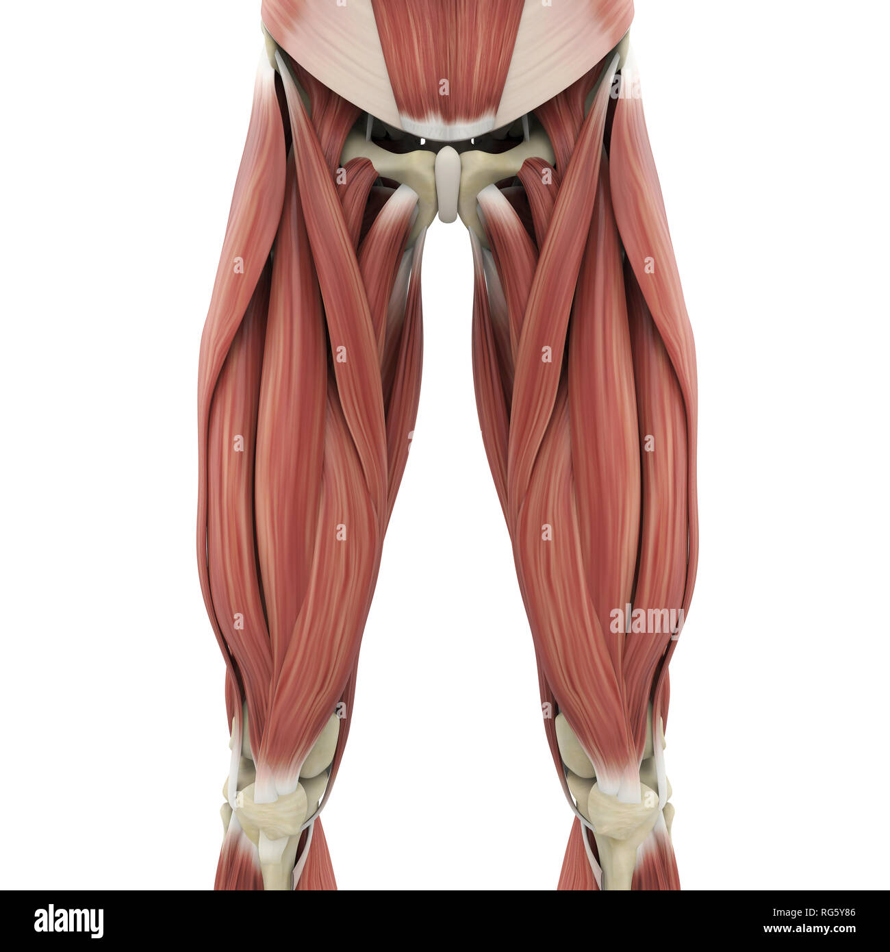 Parte superiore delle gambe muscoli anatomia Foto Stock