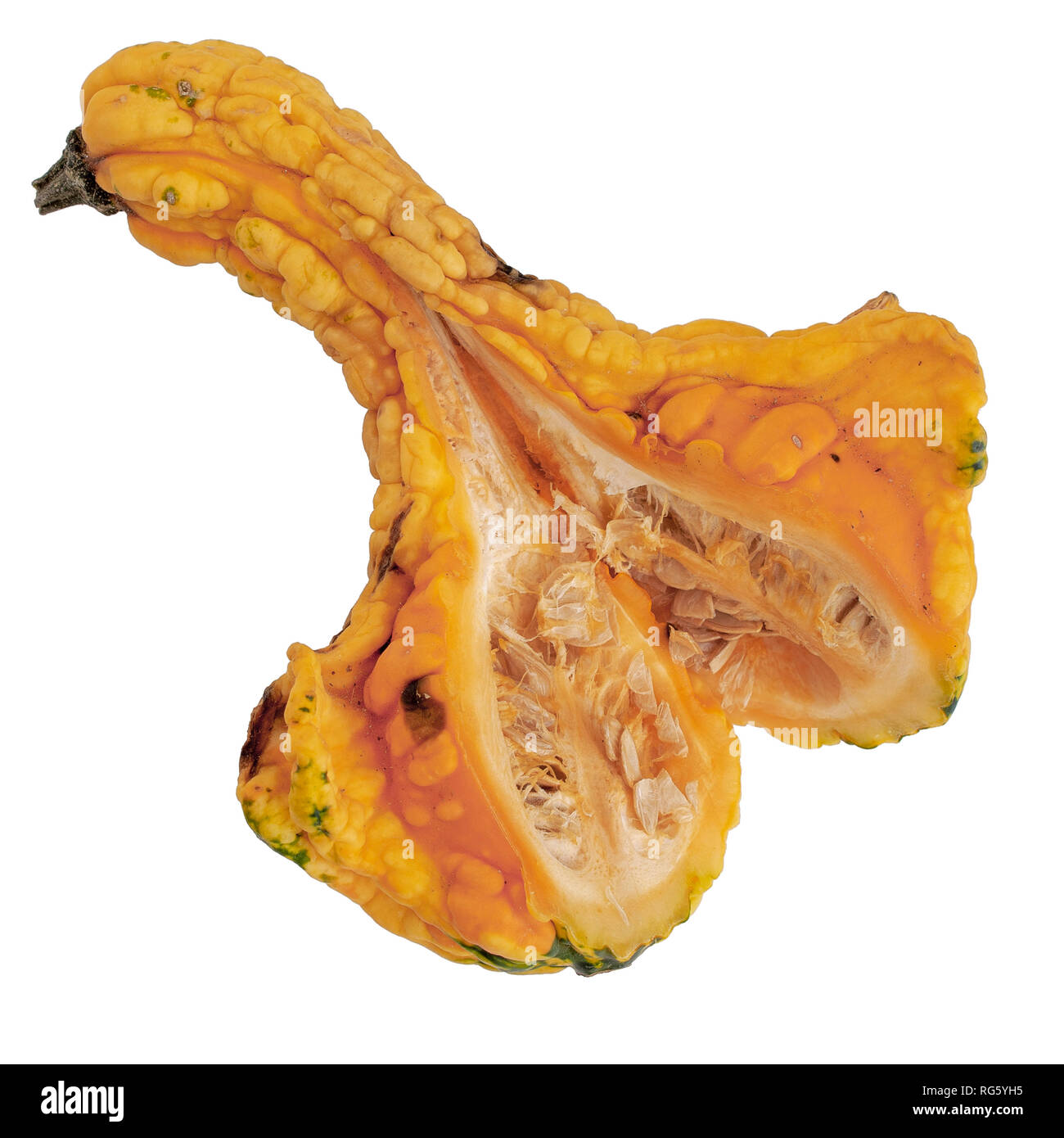 La raccolta di semi di zucca ornamentale, tagliata aperta per mostrare all'interno isolato su sfondo bianco. Foto Stock