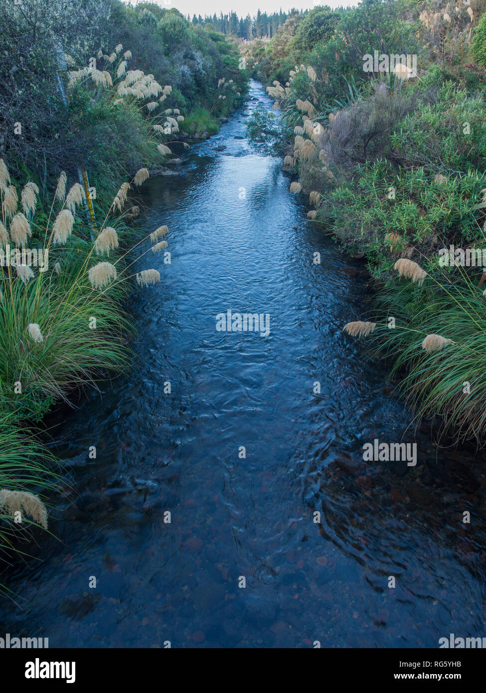 Pennacchi Toetoe sulle rive del fiume Whanganui sorgenti, estate, Te Porere, Tongariro, Nuova Zelanda Foto Stock