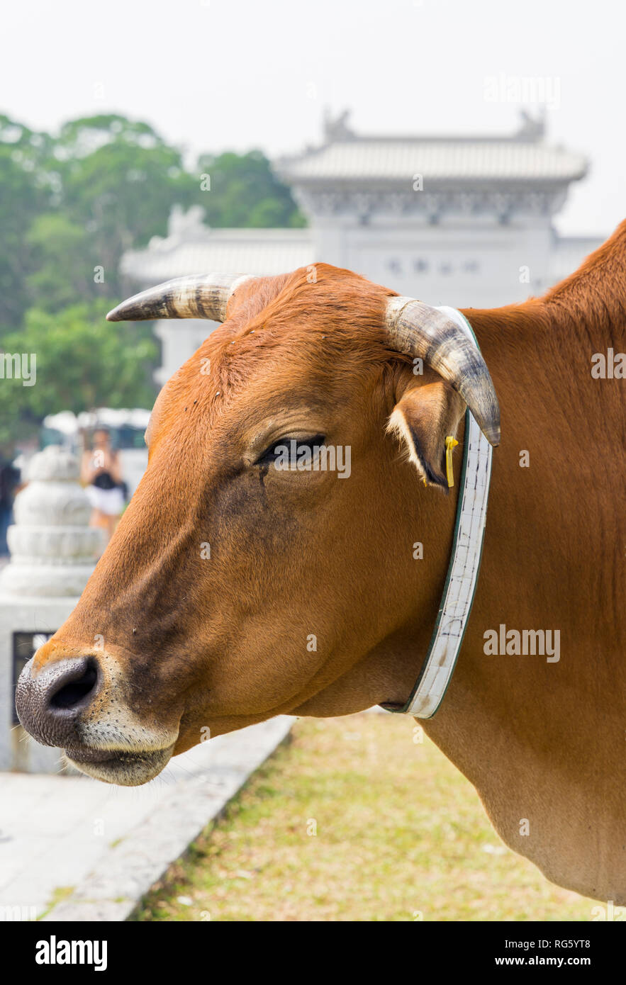 Vacca sacra in Ngong Ping Piazza, l'Isola di Lantau, Hong Kong Foto Stock