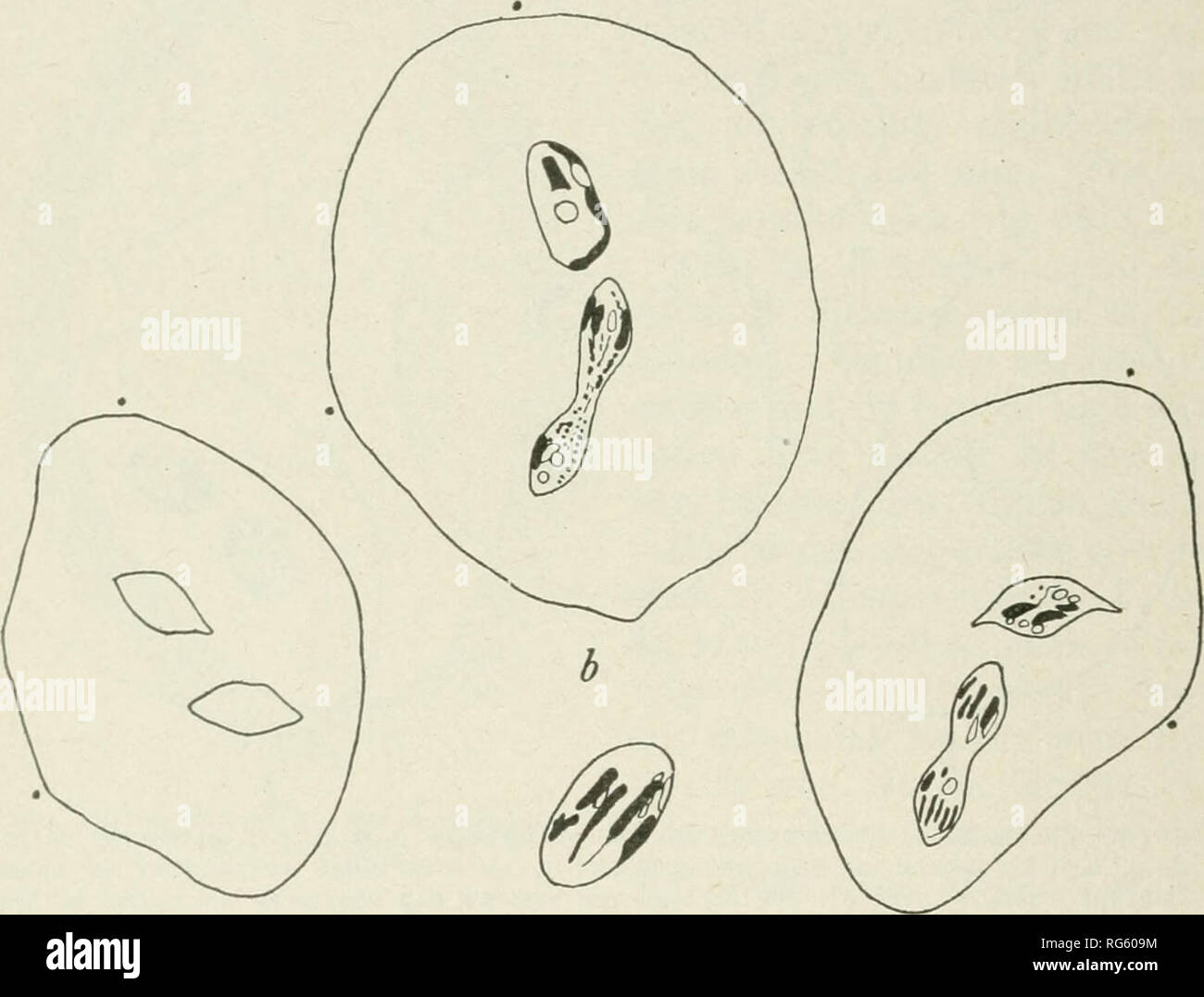 . Bollettino - Stati Uniti Museo Nazionale. La scienza. 92 Bollettino 120, STATI UNITI MUSEO NAZIONALE. Misurazioni: A di una forma a cuneo in individital; B, di un individuo hroader- le misurazioni. WtTO. La lunghezza del corpo 0. 097 larghezza del corpo 0. 571 lunghezza del nucleo • • 0135 Larghezza del nucleo 01 mm. 0,091 .083 .0135 .0087 evidentemente ci sono otto massicce cromosomi. Questo piccolo Zelleriella ha due forme distinguibili che, come sempre, intergrade. In una forma di individui sono ampiamente cuneo-. ^ d c Fig. 59.-Zellekiella atelopyxena : da a a c, individdals cui nuclei ahe nella mitosi, X 460 DIAMBTEES Foto Stock