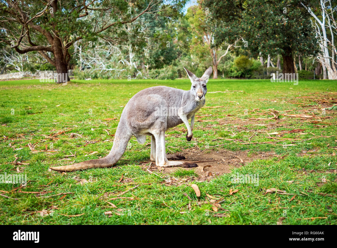 Canguri selvatici in colline di Adelaide a Adelaide Hills, Australia del Sud Foto Stock