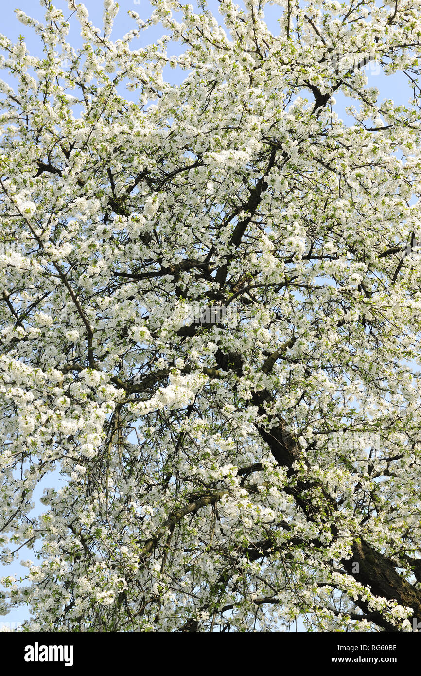 Fresche, fiori, naturale, natur, molla, stagione, salute, bellezza naturale, stagione, meteo Foto Stock