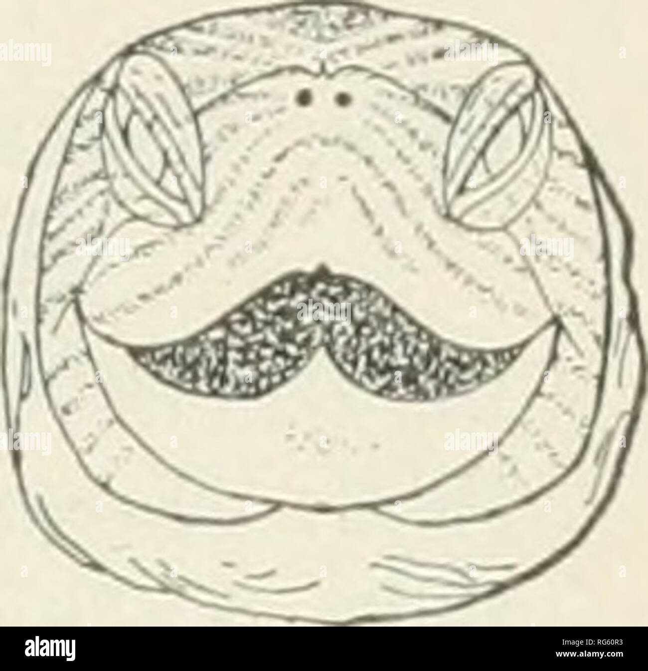 . Bollettino - Stati Uniti Museo Nazionale. La scienza. Figg. 379-381.-Ocadia sinensis. IJ X ^A. dimensioni. 3, paragrafo 9, la parte superiore della testa; 380, il lato di testa; 381, testa dalla parte anteriore. NO. 29, SCL. COLL. TOKYO. in posizione eccentrica di tale anello; corona uniforme di oliva-marrone, il resto della testa e del collo oliva, con stretti nera longitudinale-orlato, pallido strisce gialle tra il pallido strisce di oliva di quasi la stessa larghezza; gambe, piedi e coda analogamente a strisce. Dimendons. mm. Lunghezza massima del carapace 73 . Larghezza massima del carapace 58 Lunghezza massima del plastron 66 Lunghezza di hind lobo del plastron 24 larghezza del lobo di cerva di plastron Foto Stock