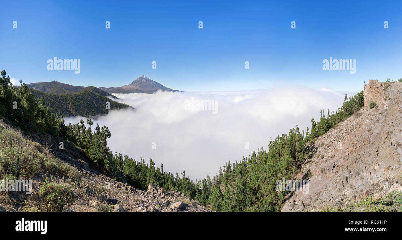 Bosco sopra le nuvole nel parco nazionale di Tenerife con il Teide Foto Stock