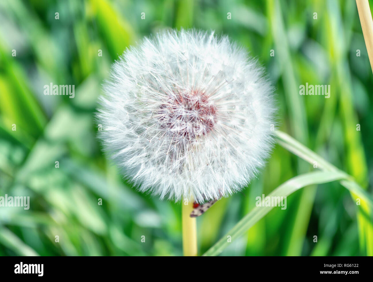 Dente di leone che si è trasformato in una palla rotonda di argento frutti tufted che si disperderà nel vento da qualche parte nei Paesi Bassi Foto Stock