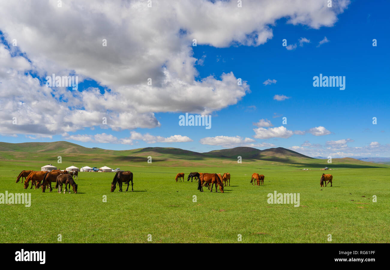 Cavalli al pascolo nella parte anteriore del yurta, Mongolia Foto Stock