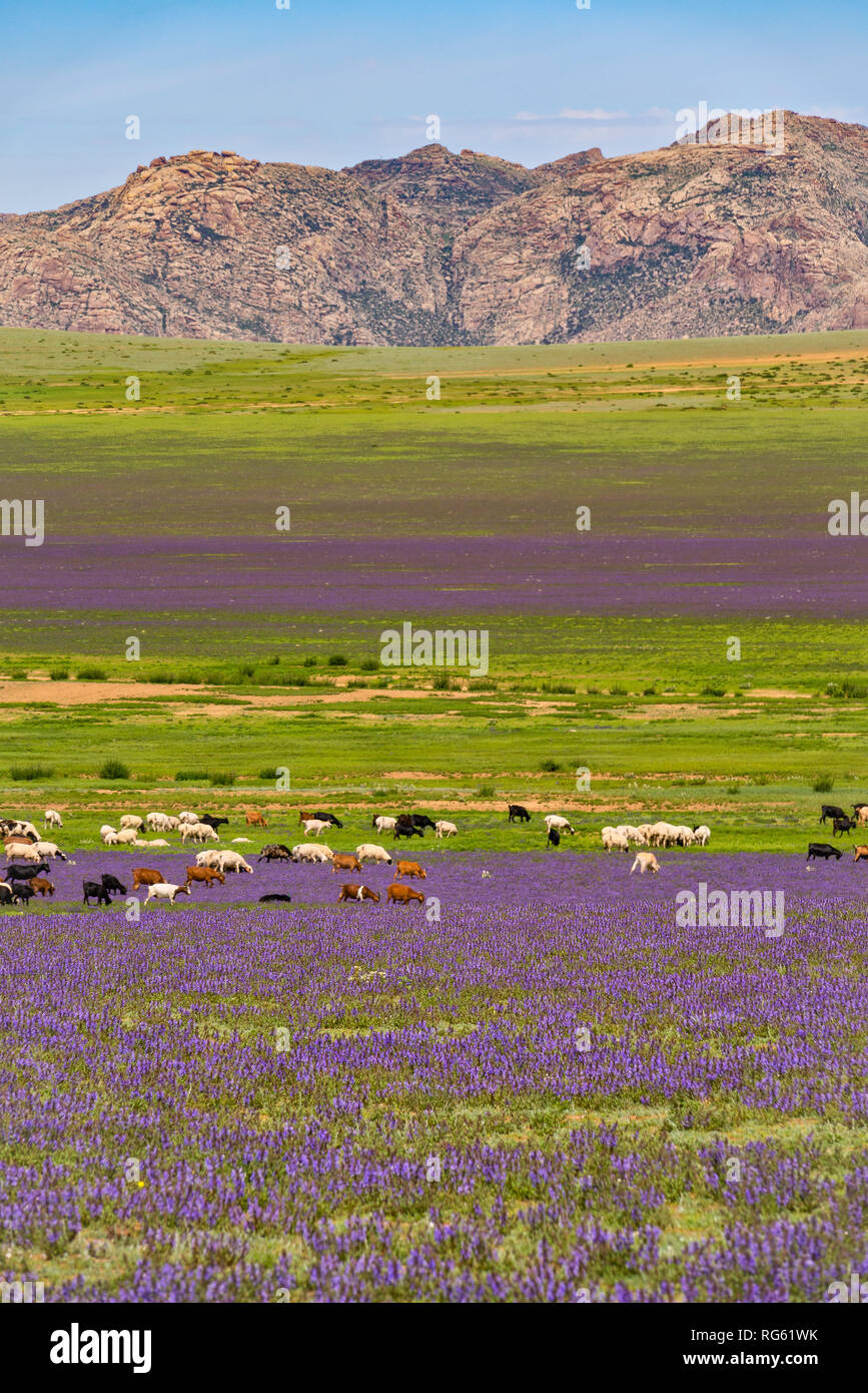 Capre pascolano in paesaggio rurale, Mongolia Foto Stock