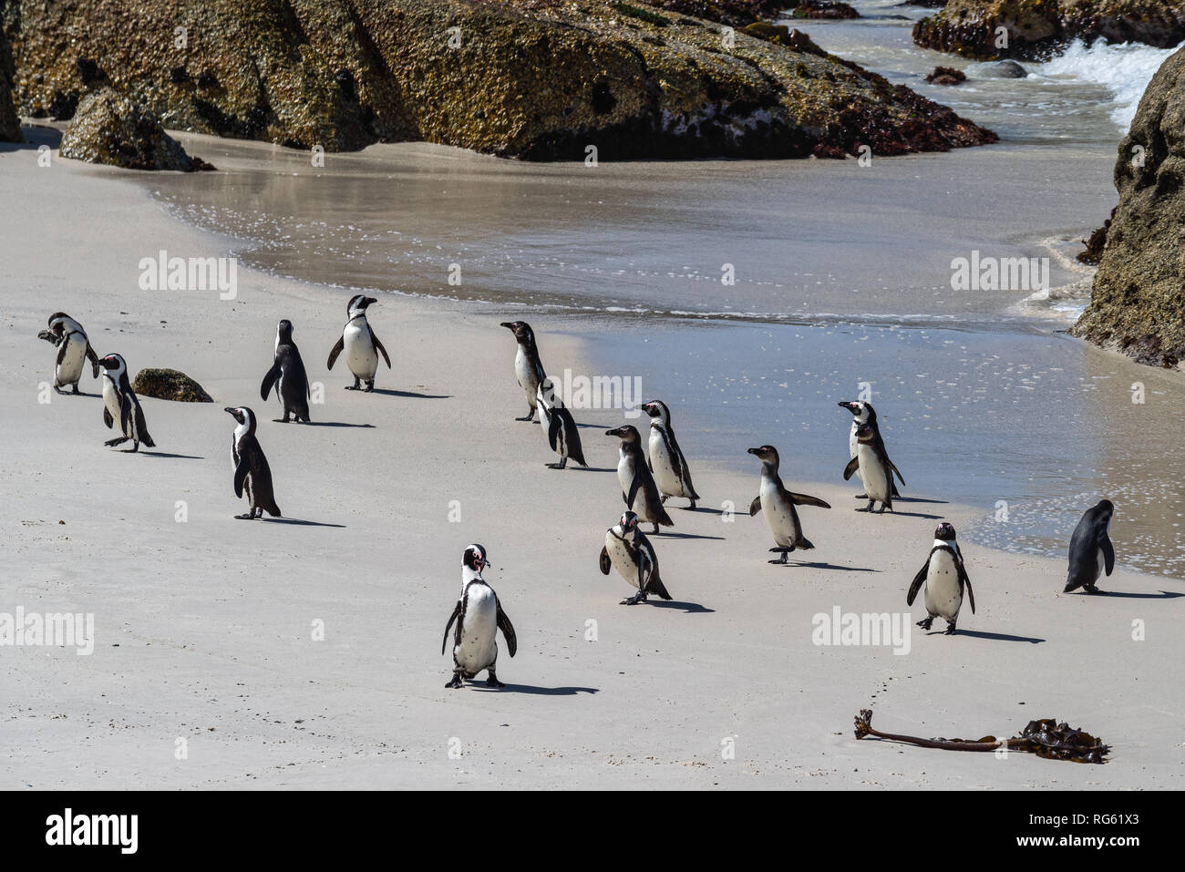I Penguins africani sulla Spiaggia Boulders, Western Cape, Sud Africa Foto Stock