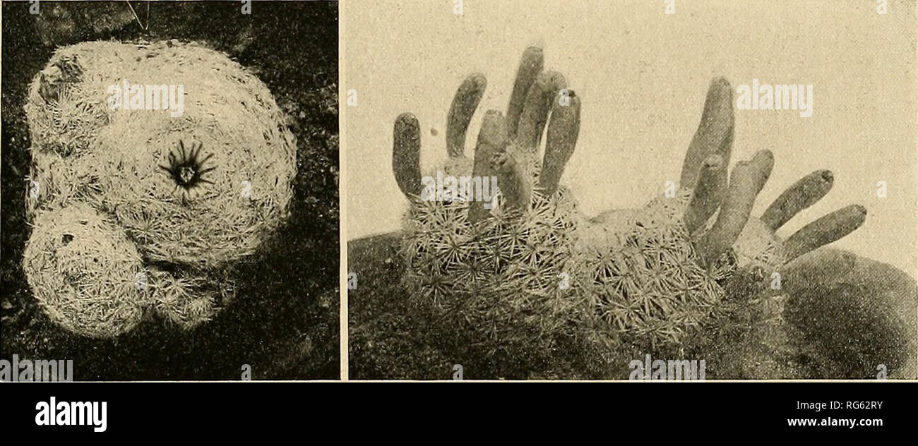 . Le Cactaceae : descrizioni e illustrazioni di piante della famiglia di cactus. NEOMAMMILLARIA. 129 Distribuzione: Texas occidentale e nord del Chihuahua. Segnalati anche dall'Arizona, ma senza dubbio in modo errato. Non abbiamo visto gli esemplari di un^. lasiacantha, eccetto il tipo ma le seguenti specie, prima descritto come una varietà di lasiacantha, è molto comune nella parte orientale del Texas e del Messico settentrionale. Eventualmente i due dovrebbero essere uniti, la tipica forma semplicemente che rappresenta una fase giovanile. Illustrazioni: Cact. Mex. Legato, pi. 3; Schumann, Gesamtb. Kakteen 522. f. 86; Engler e Prantl e collaboratori, Pflanzenfam. 3^& Foto Stock