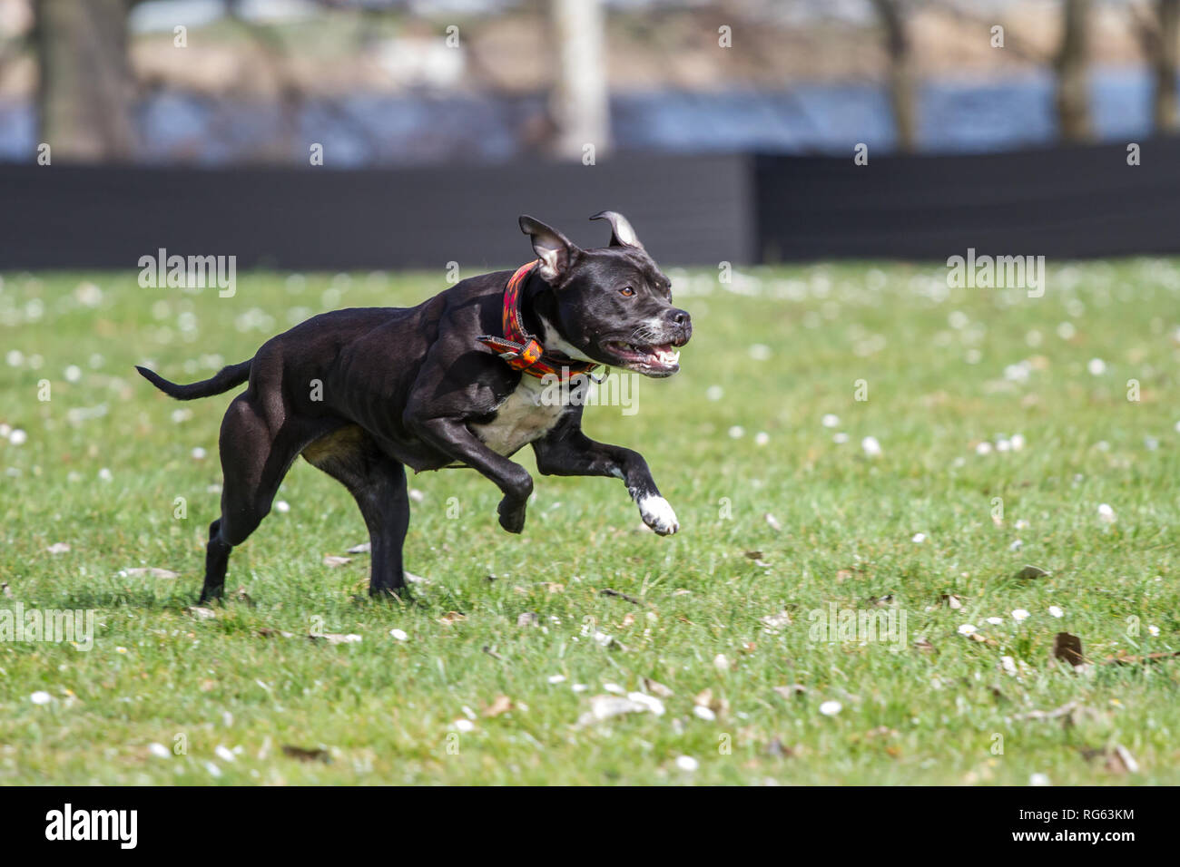 Giovane nero l'American Pit Bull Terrier in esecuzione il lure gara su un cane Sport event Foto Stock