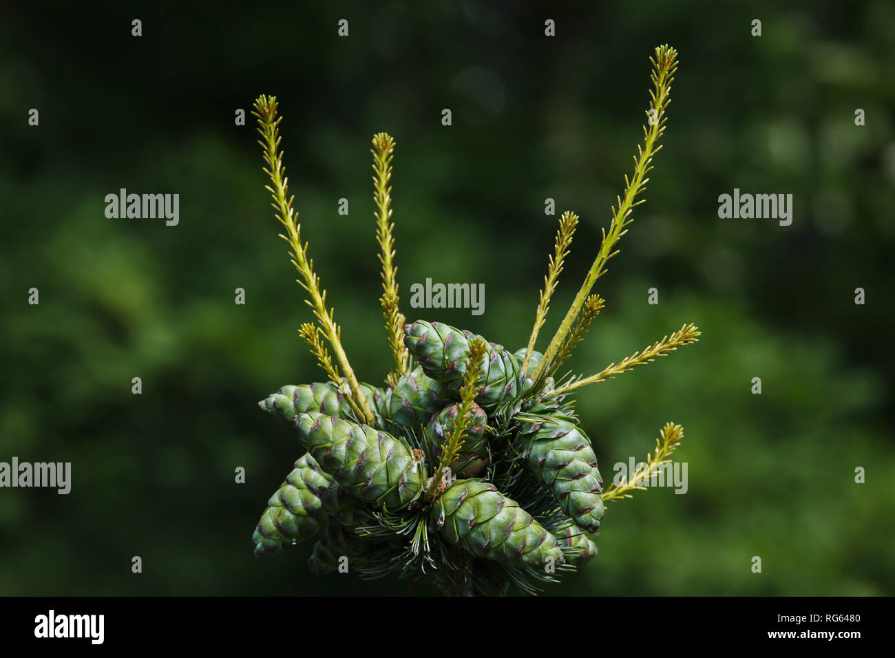 Comune di ginepro (Juniperus communis). Vegetali di conifere. Foto Stock